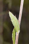 Le Conte's thistle